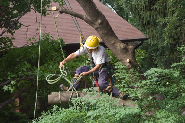 Baidland, PA Tree Care Company